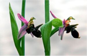 Hər şəhid bir ovuc Vətən şəklidir – Əlirza Həsrət