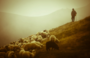 Qurbanın qoyunu – Yeqzar Cəfərlinin hekayəsi